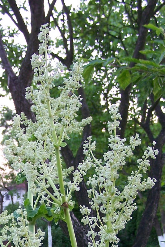 Kwiatostan rabarbaru